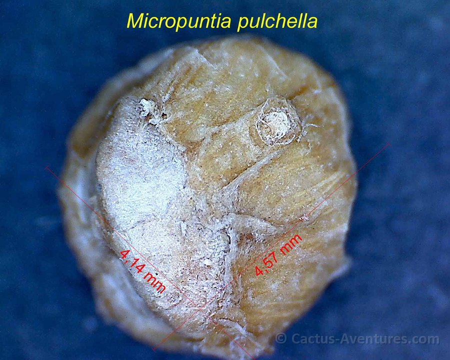Micropuntia pulchella 6AB